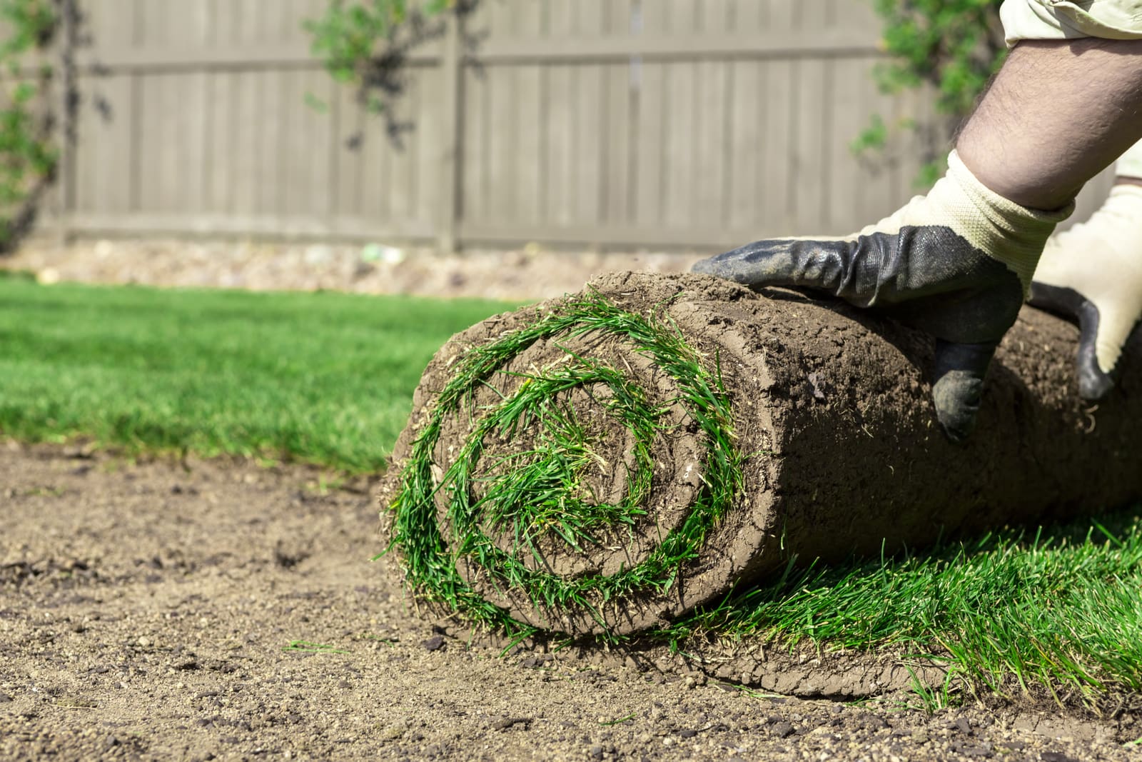 The Best Organic Alternatives to Traditional Lawn Chemicals