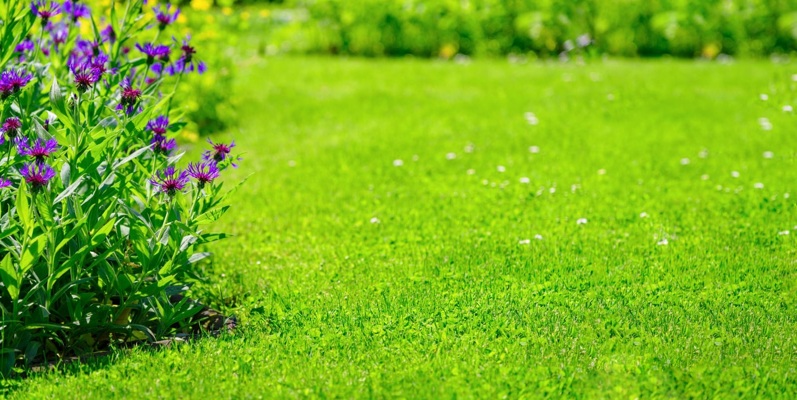 Regional Trends in Lawn Care Demand